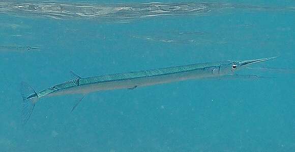 Image of Hound Needlefish