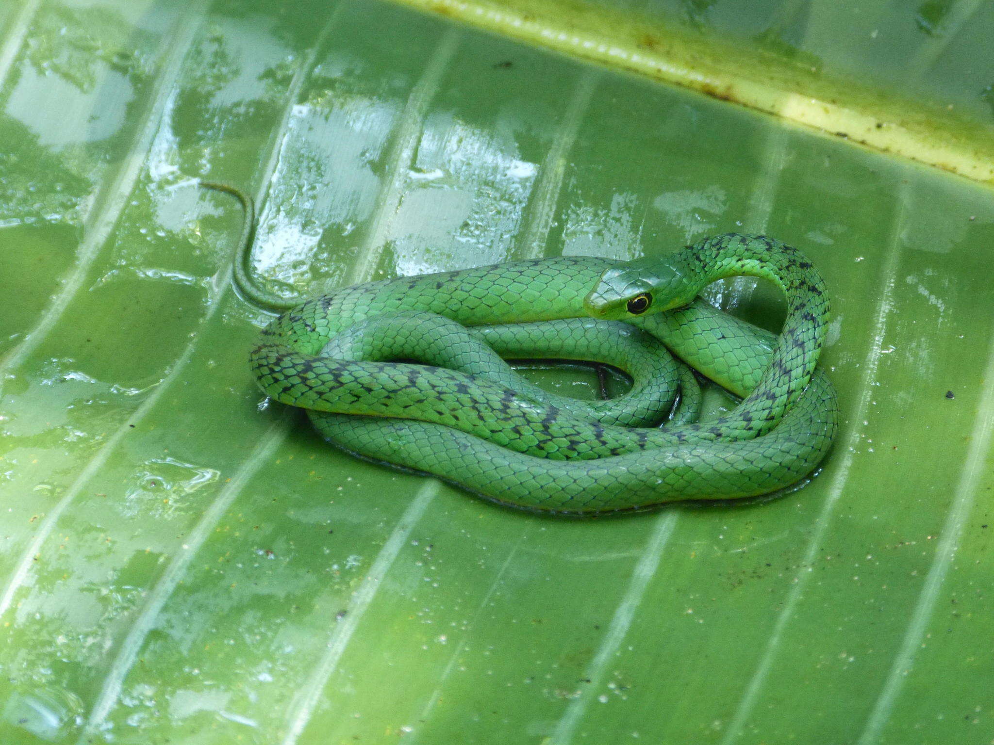 Image of Eastern Green Snake