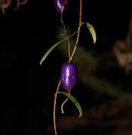 Imagem de Billardiera longiflora Labill.