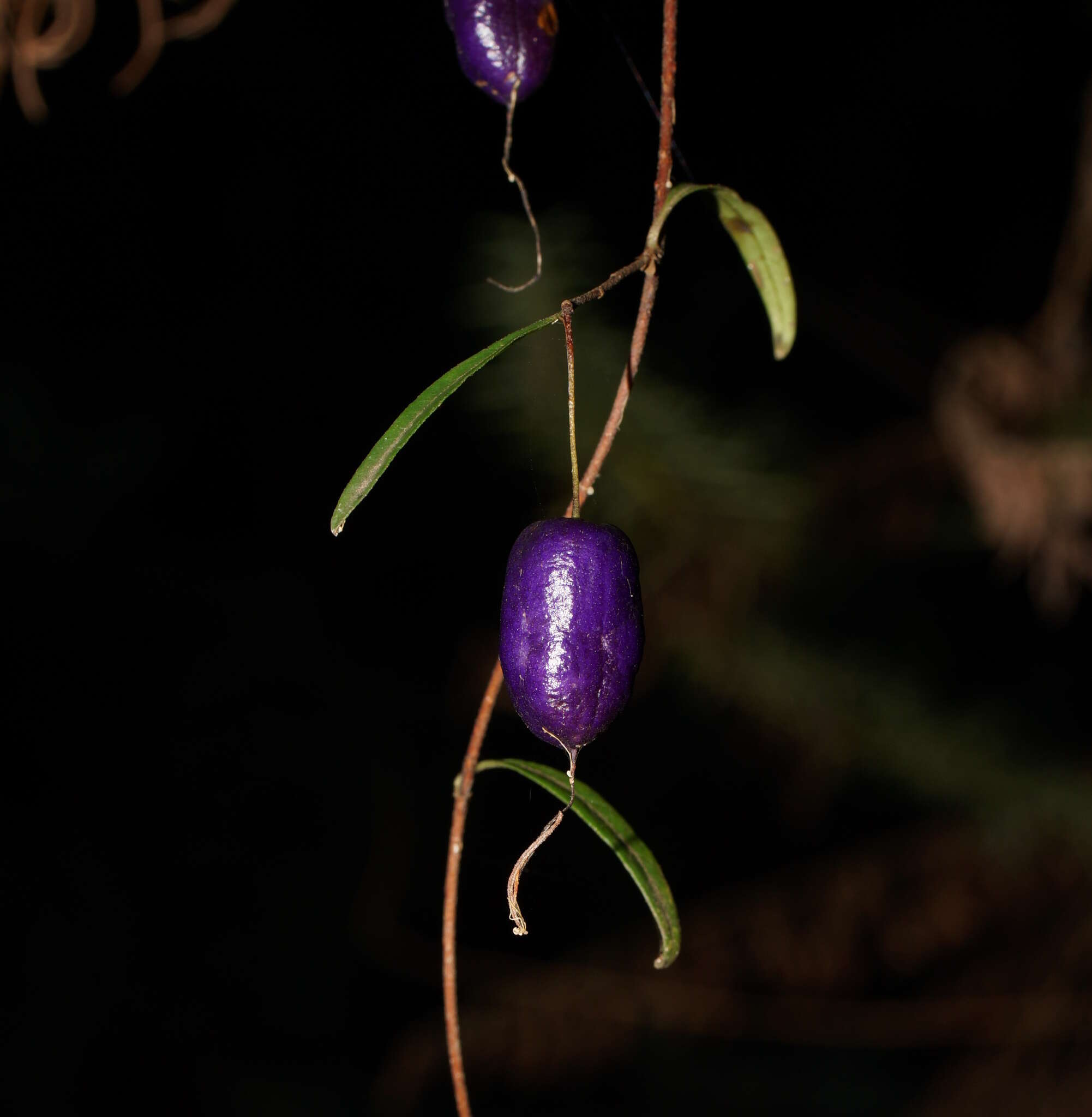 Imagem de Billardiera longiflora Labill.