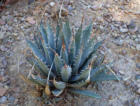 Image of Utah agave