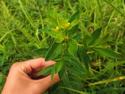 Image of Hairy Spurge