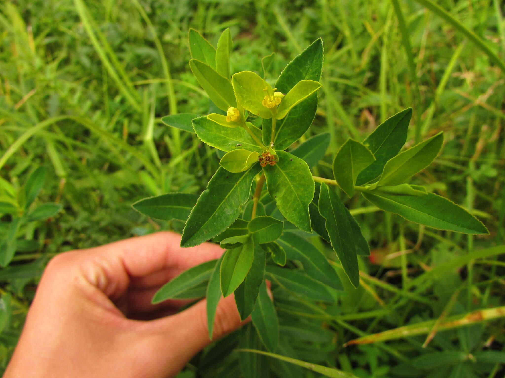 Image of Hairy Spurge