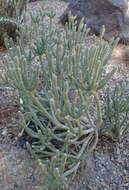 Imagem de Cylindropuntia ramosissima (Engelm.) F. M. Knuth