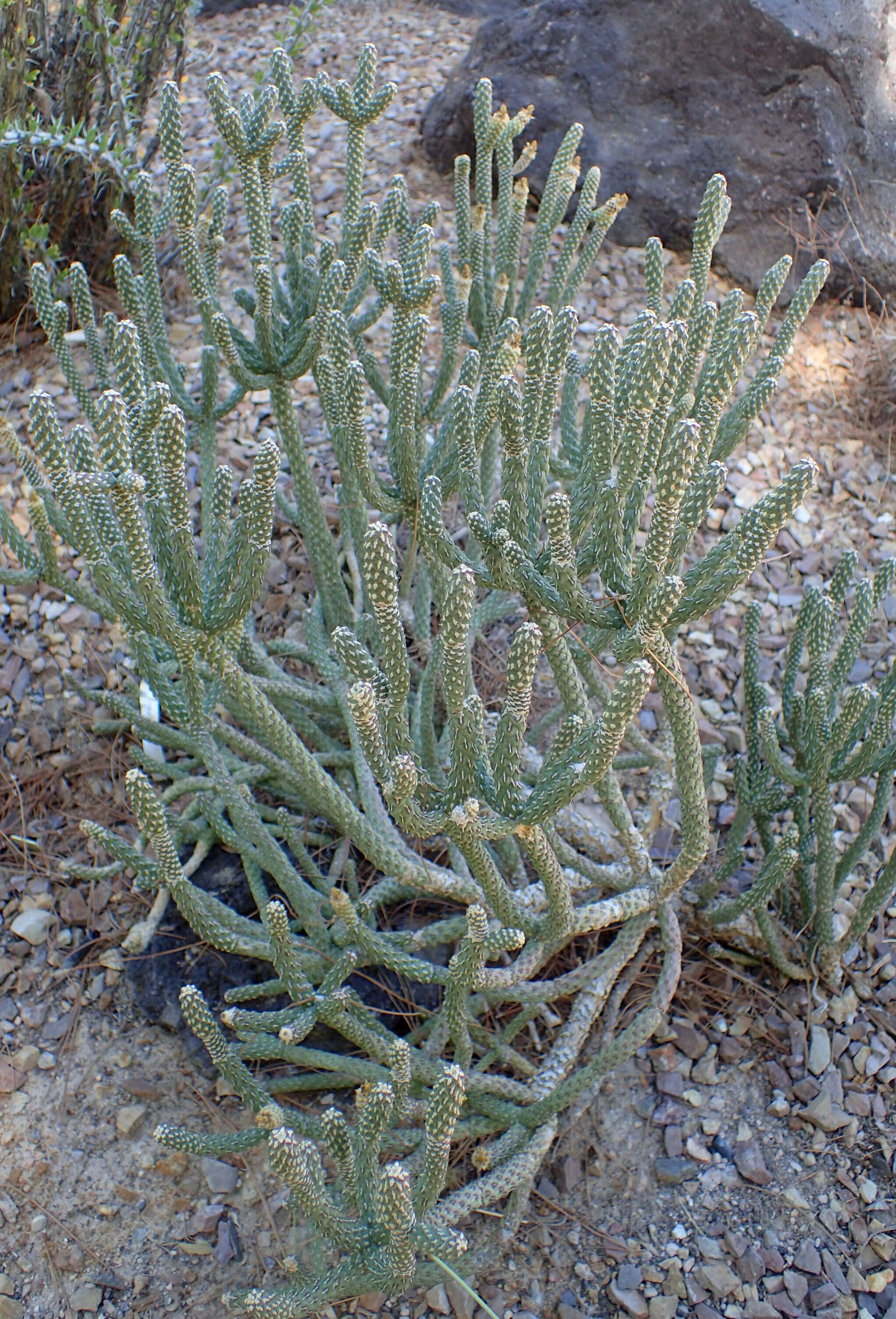 Imagem de Cylindropuntia ramosissima (Engelm.) F. M. Knuth