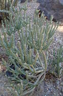 Image de Cylindropuntia ramosissima (Engelm.) F. M. Knuth