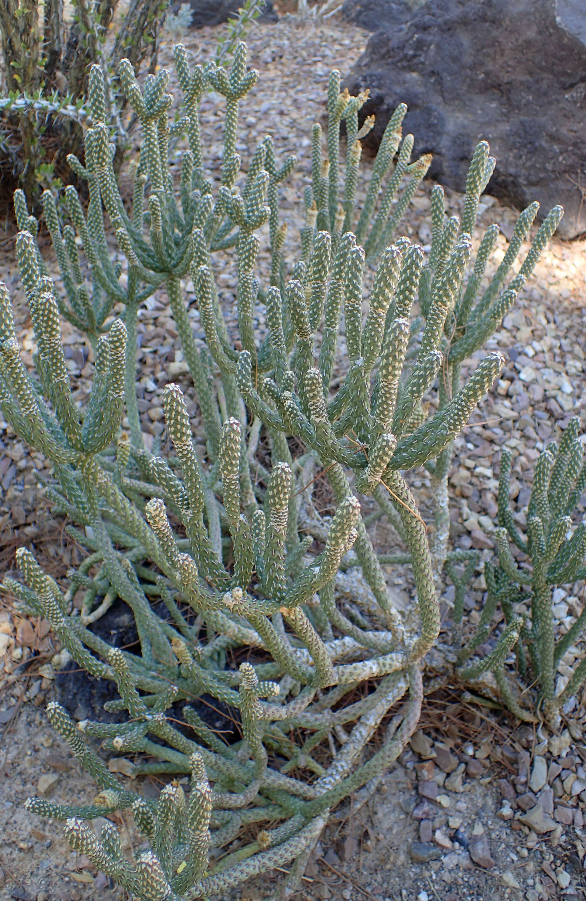 Imagem de Cylindropuntia ramosissima (Engelm.) F. M. Knuth