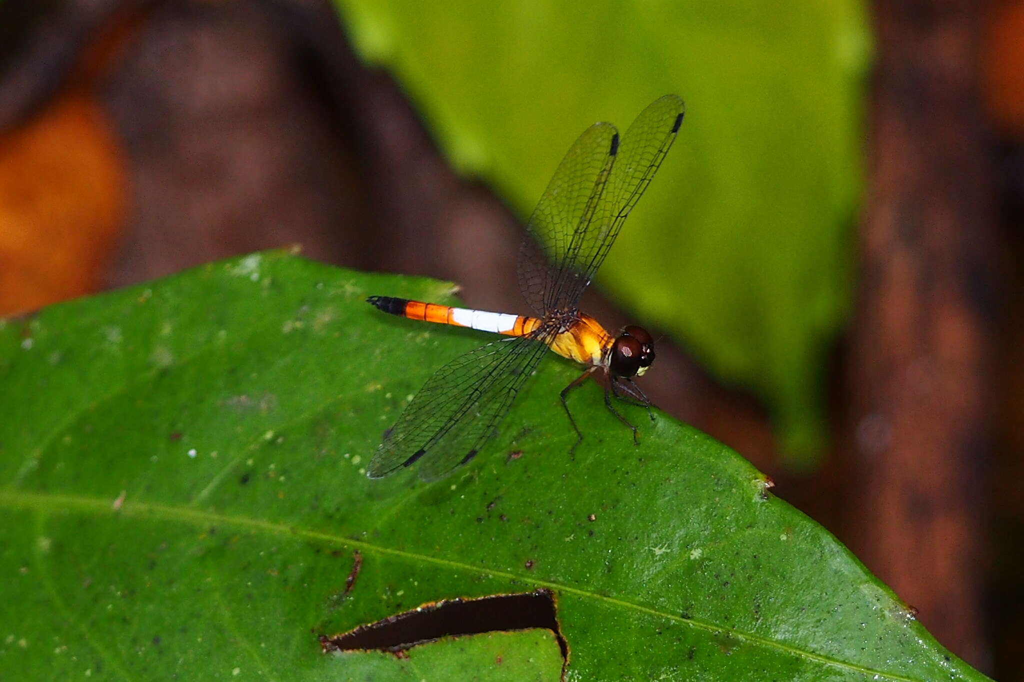 Imagem de Brachygonia oculata (Brauer 1878)