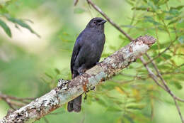 Melaenornis edolioides (Swainson 1837) resmi