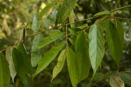 Image de Pterospermum lanceifolium Roxb. ex DC.