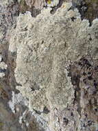 Image of Lecanora sulphurea (Hoffm.) Ach.