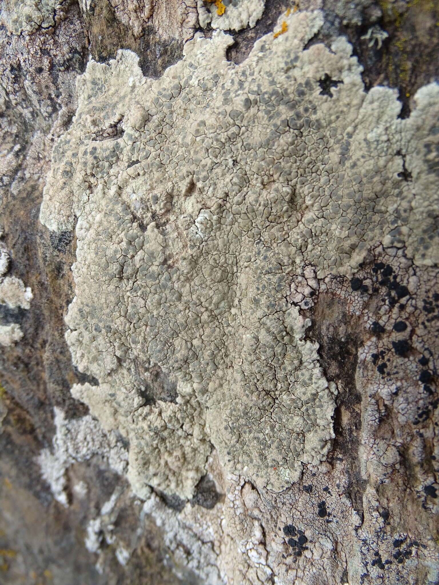 Слика од Lecanora sulphurea (Hoffm.) Ach.