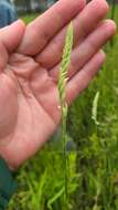 Spiranthes laciniata (Small) Ames resmi