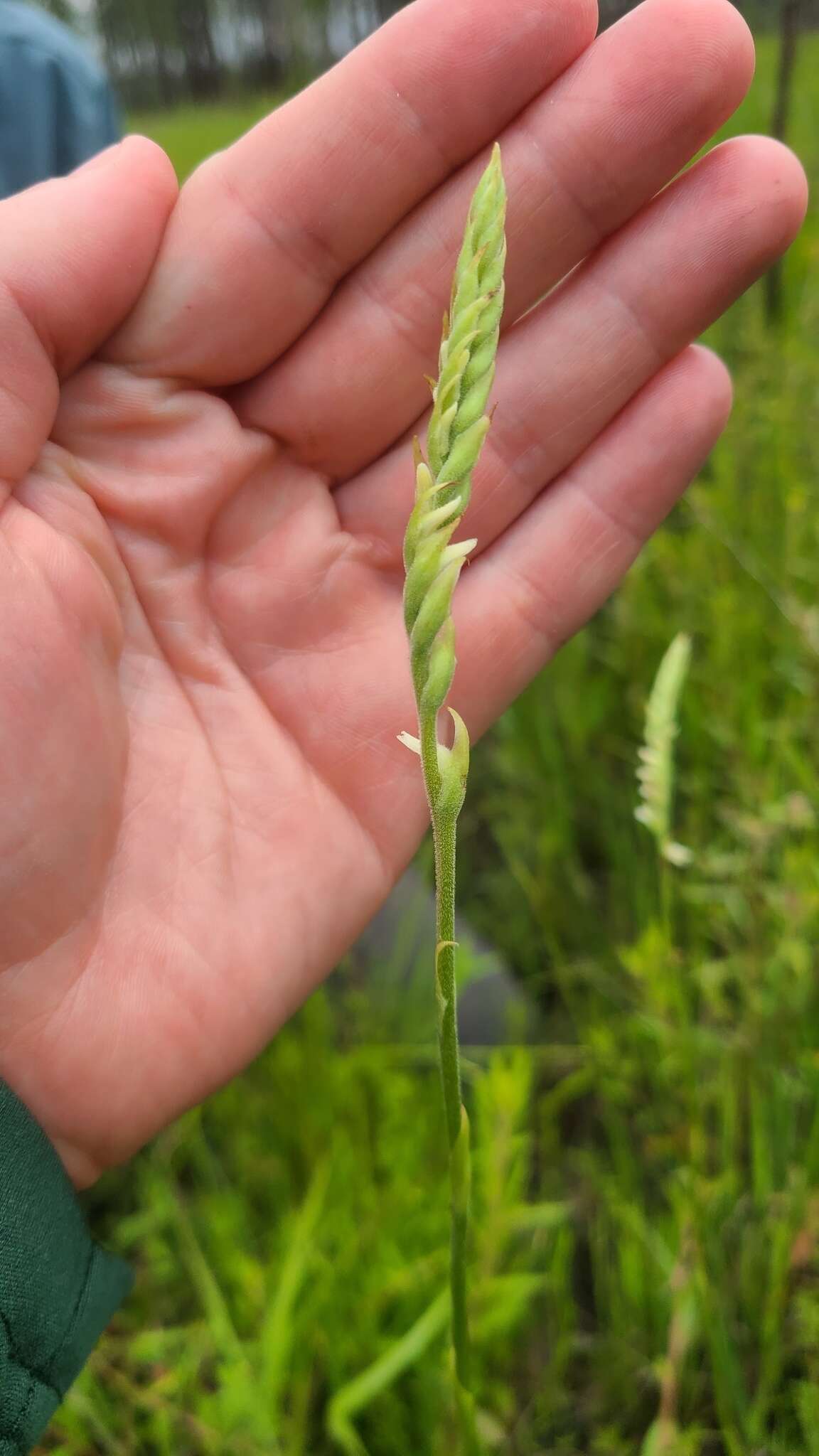 Spiranthes laciniata (Small) Ames resmi