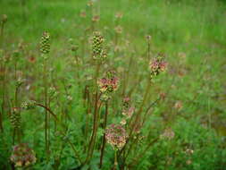 Plancia ëd Poterium sanguisorba subsp. polygamum (Waldst. & Kit.) Asch. & Graebn.