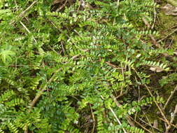 Image of box-leaf honeysuckle