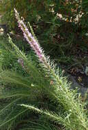 Слика од Liatris punctata Hook.