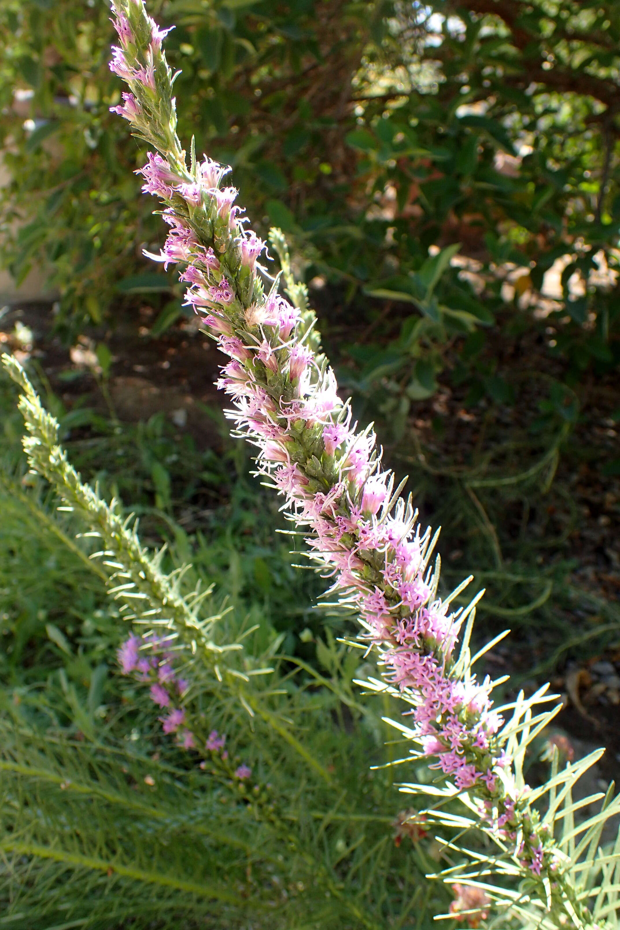 Слика од Liatris punctata Hook.