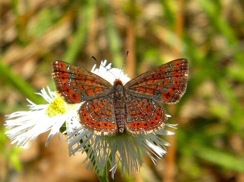 Image of Little Metalmark