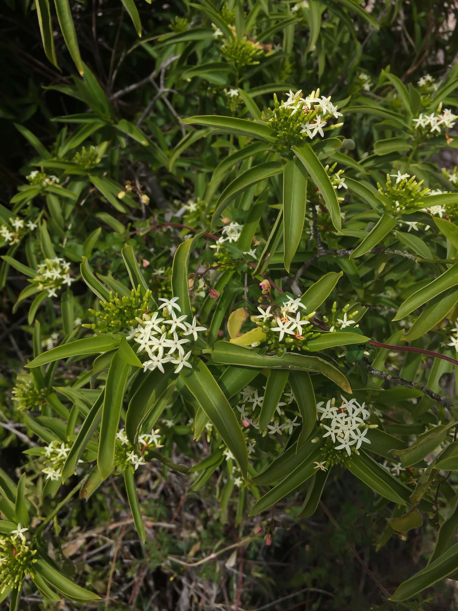 Imagem de Vallesia laciniata S. Brandeg.