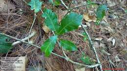 Image of Quercus glabrescens Benth.