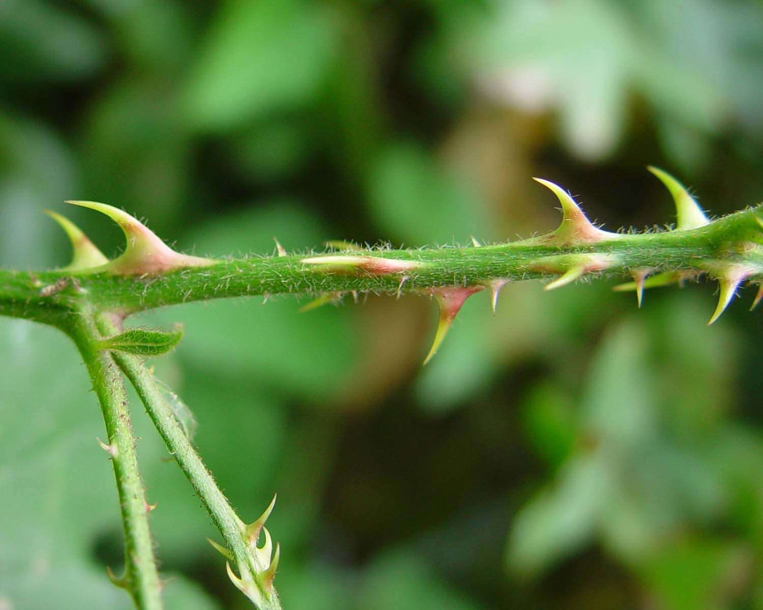 Image of Rubus infestus Weihe ex Boenn.