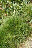 Carex tumulicola Mack. resmi