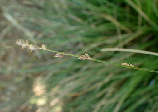 Carex tumulicola Mack. resmi