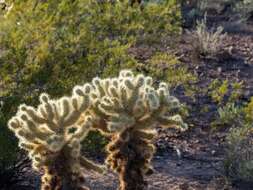 صورة Cylindropuntia bigelovii var. bigelovii