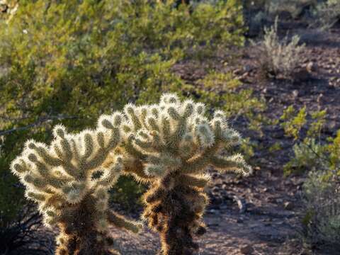 Image of Cylindropuntia bigelovii var. bigelovii