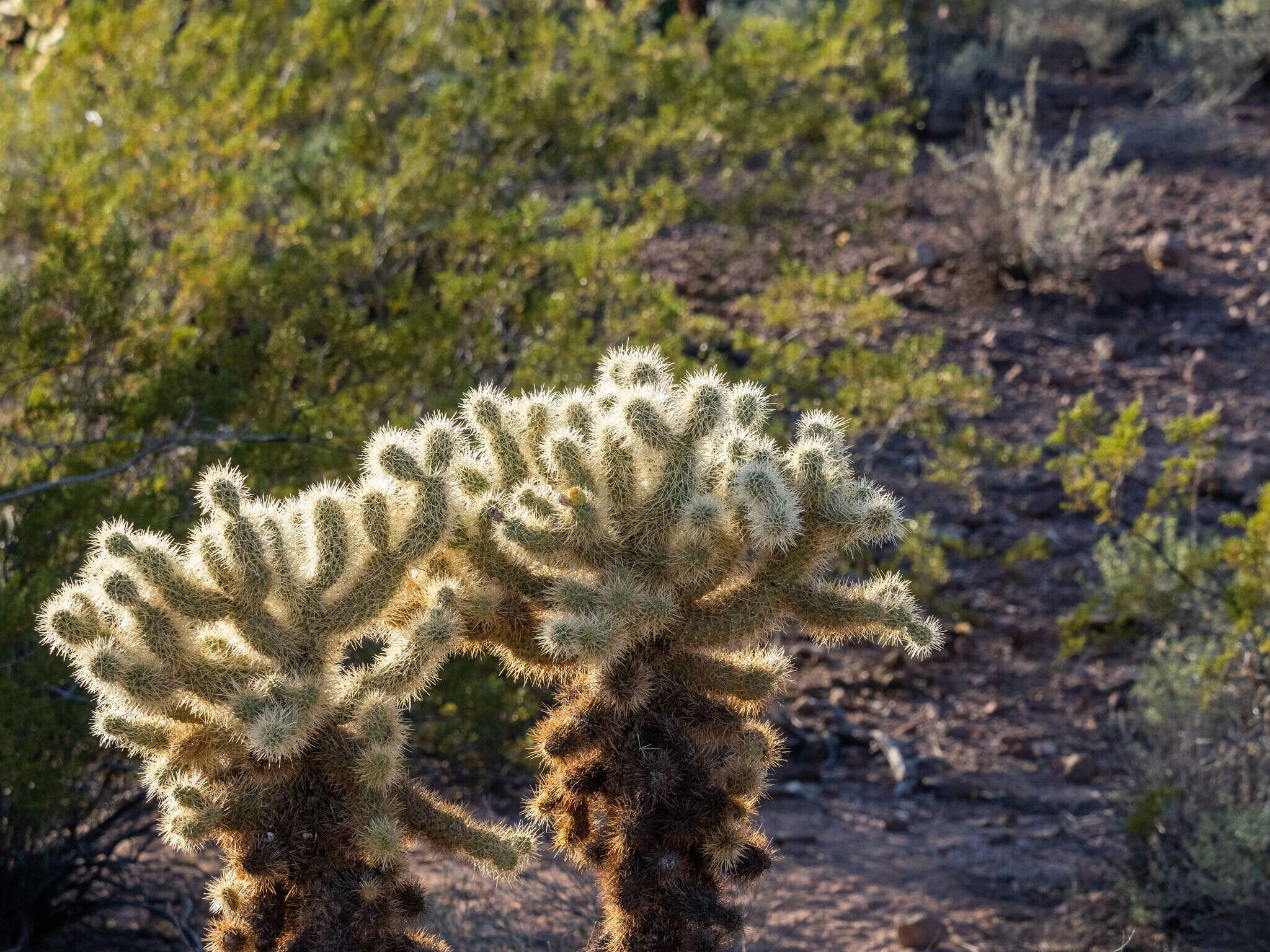 صورة Cylindropuntia bigelovii var. bigelovii