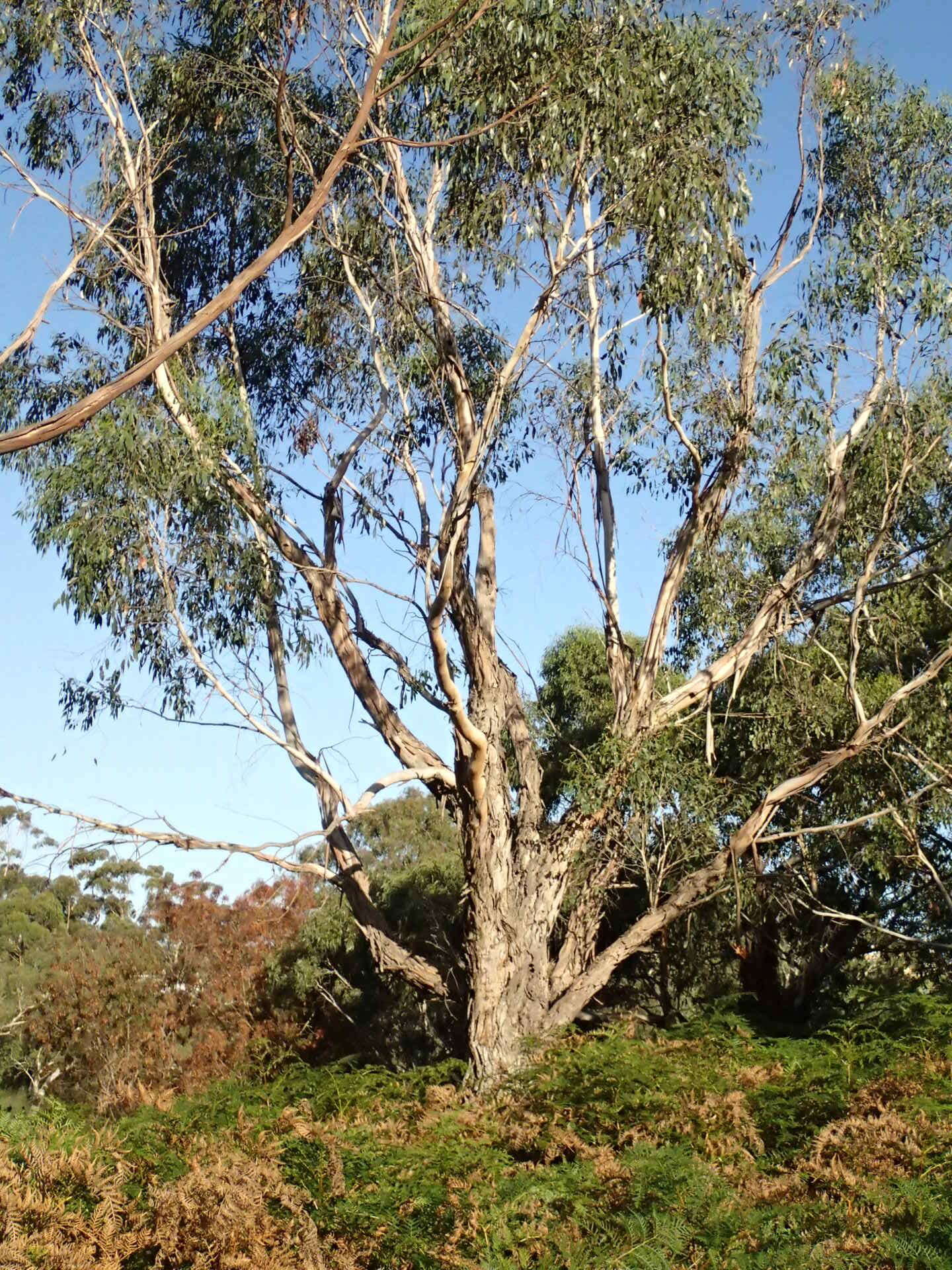 Слика од Eucalyptus ovata Labill.