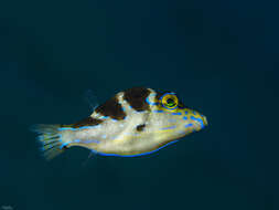 Image of Blue-spotted toby