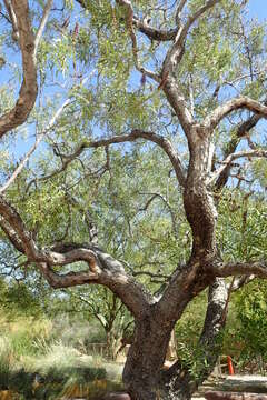 Image of Chaste Tree