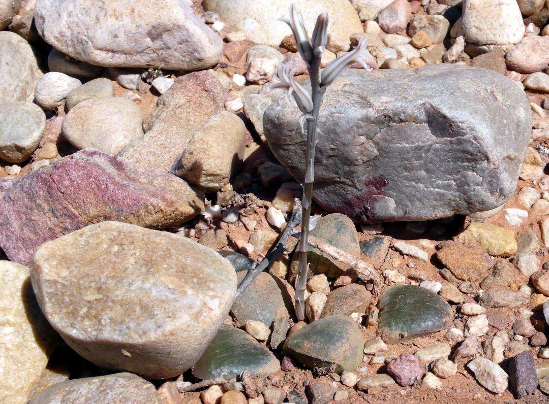 صورة Haworthia springbokvlakensis C. L. Scott