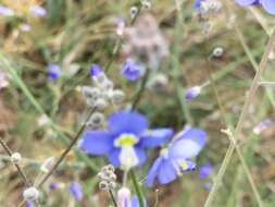 Image of Heliophila digitata L. fil.