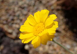 Image of desert marigold