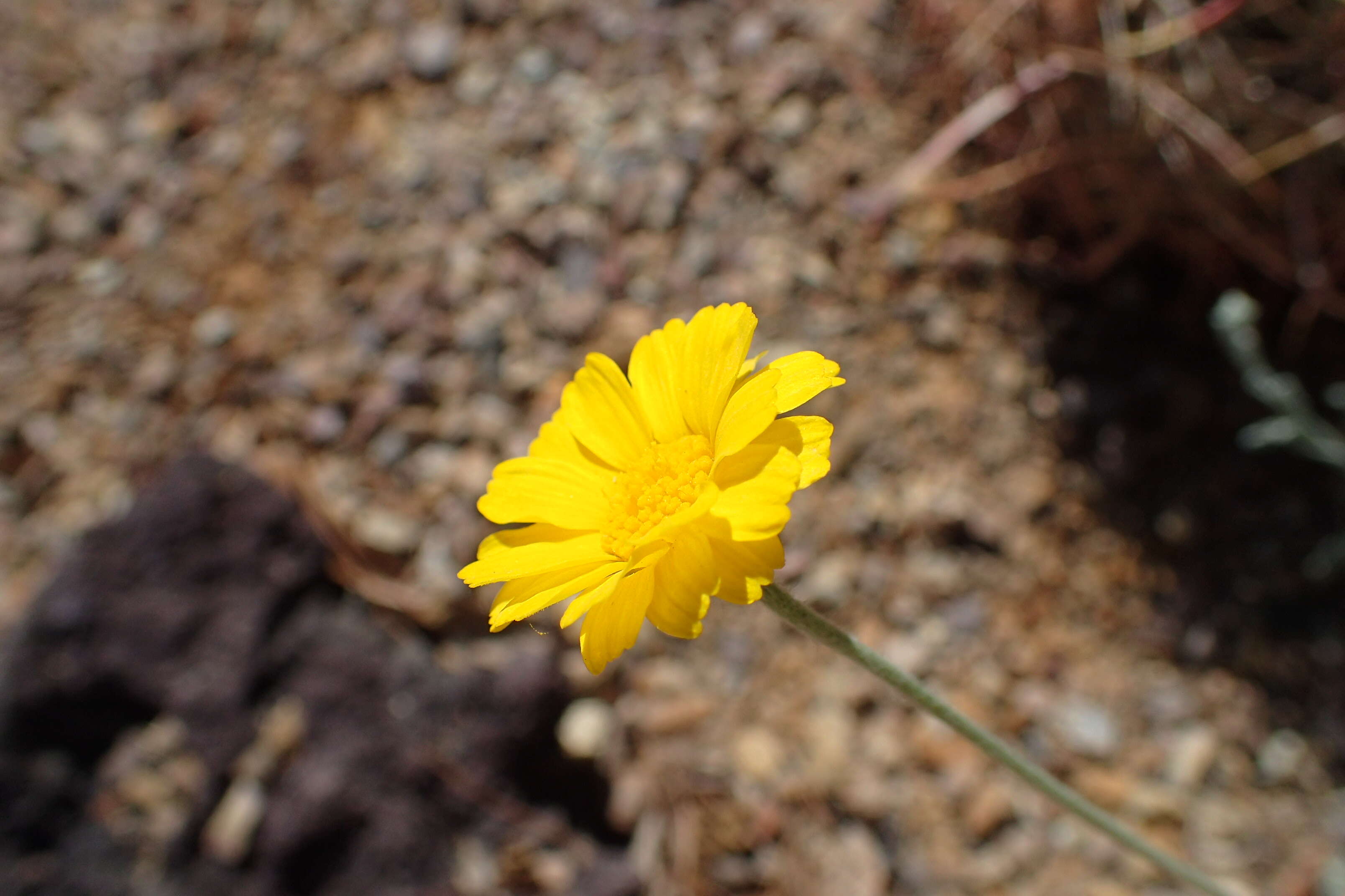 Image of desert marigold