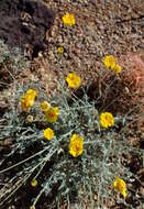 Image of desert marigold