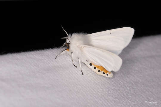 Image of water ermine