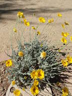 Image of desert marigold