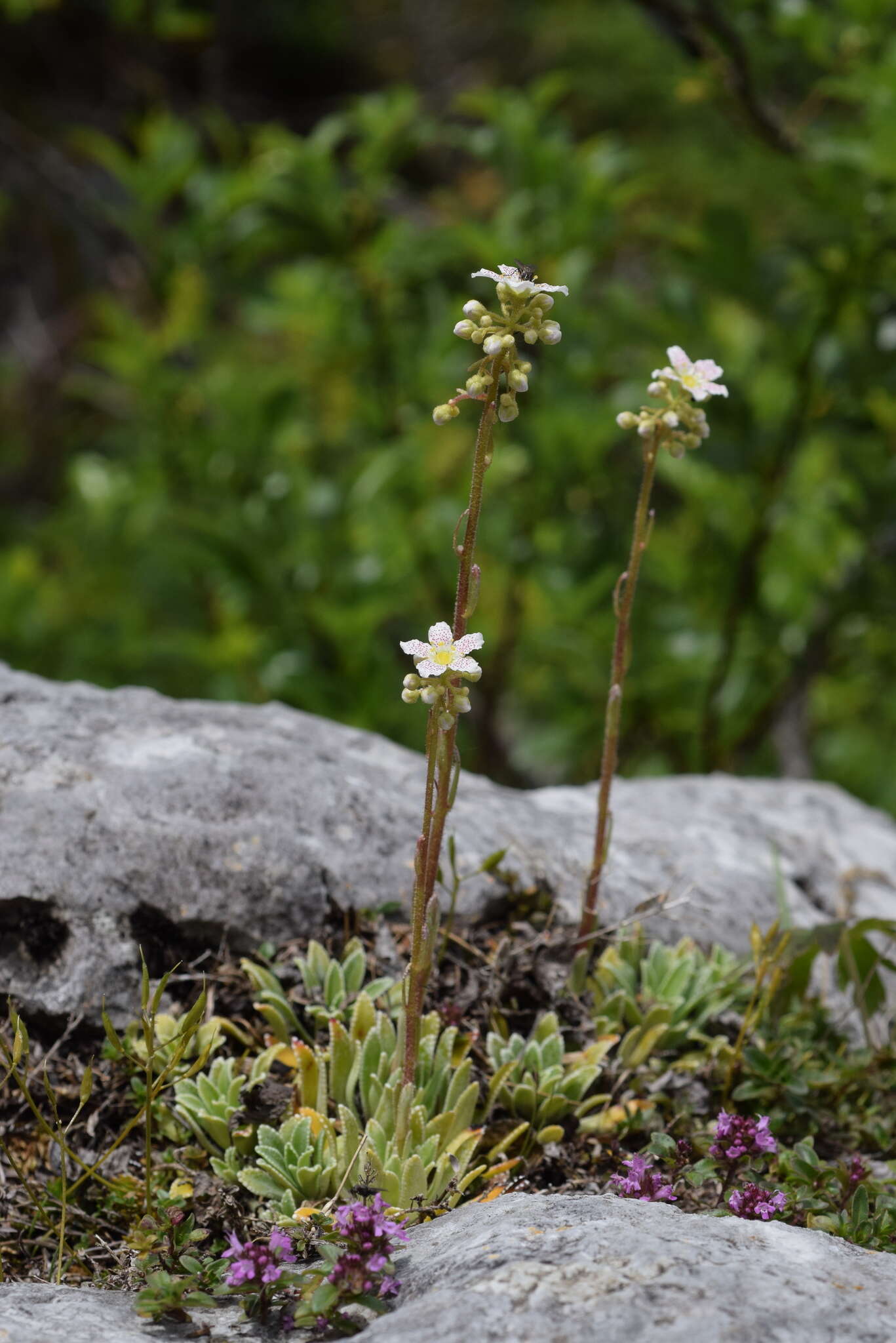 Imagem de Saxifraga hostii subsp. rhaetica (Kerner) Br.-Bl.