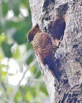 Image of Waved Woodpecker