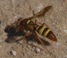 Image de Hoplisoides tricolor (Cresson 1868)