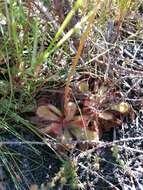 Image of Drosera cuneifolia L. fil.