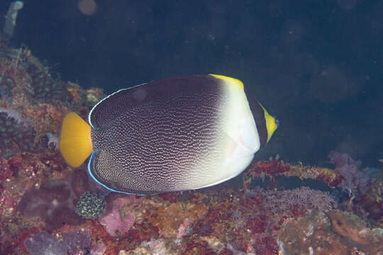 Image de Poisson-ange vermiculé