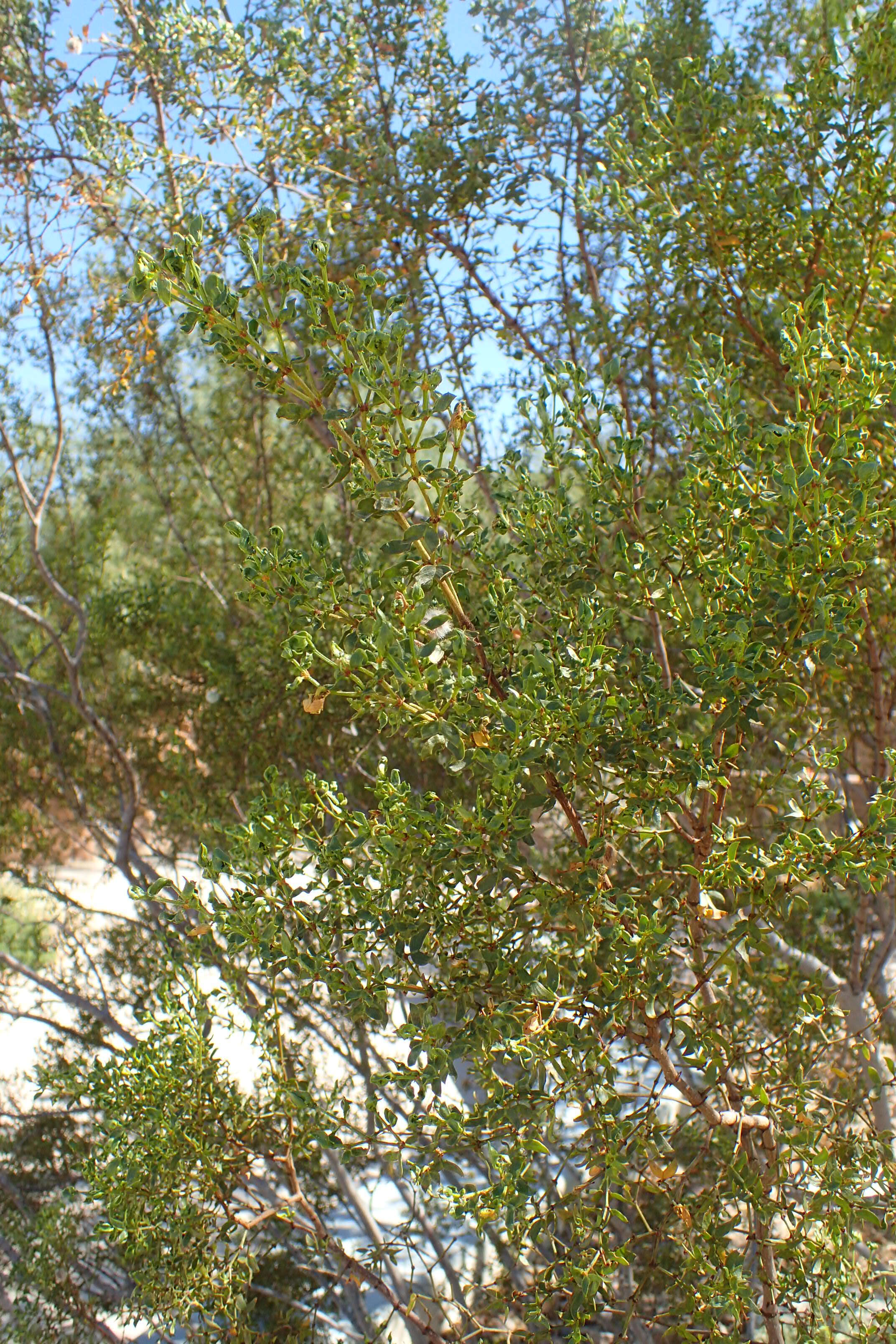 Image of creosote bush