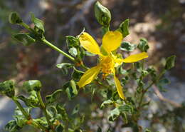 Image of creosote bush