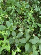 Image of Persicaria filiformis (Thunb.) Nakai