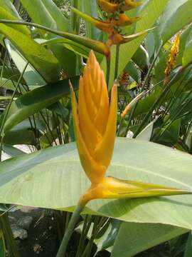 Image of Heliconia librata Griggs